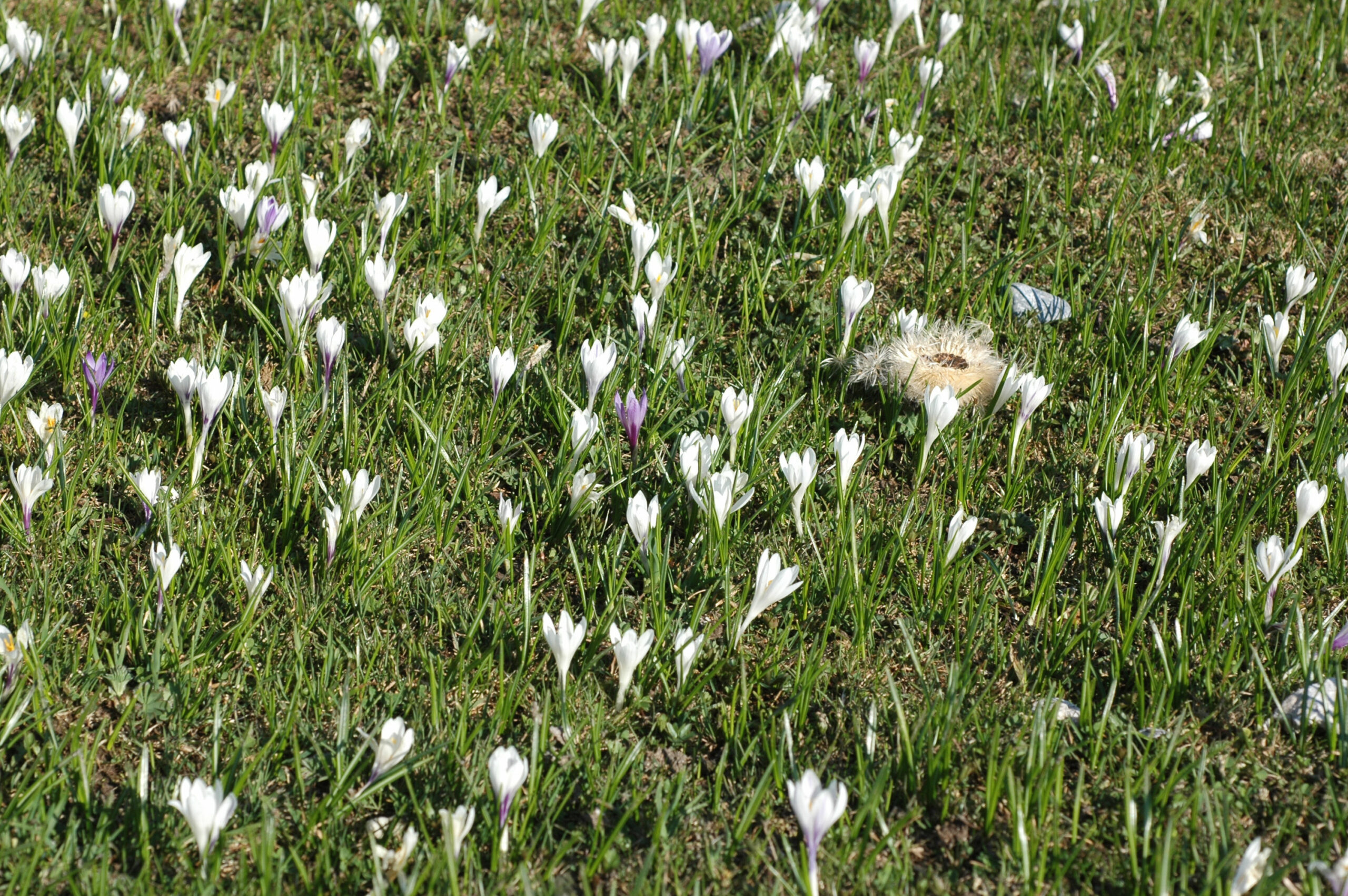 Champ de crocus au Mont Tendre