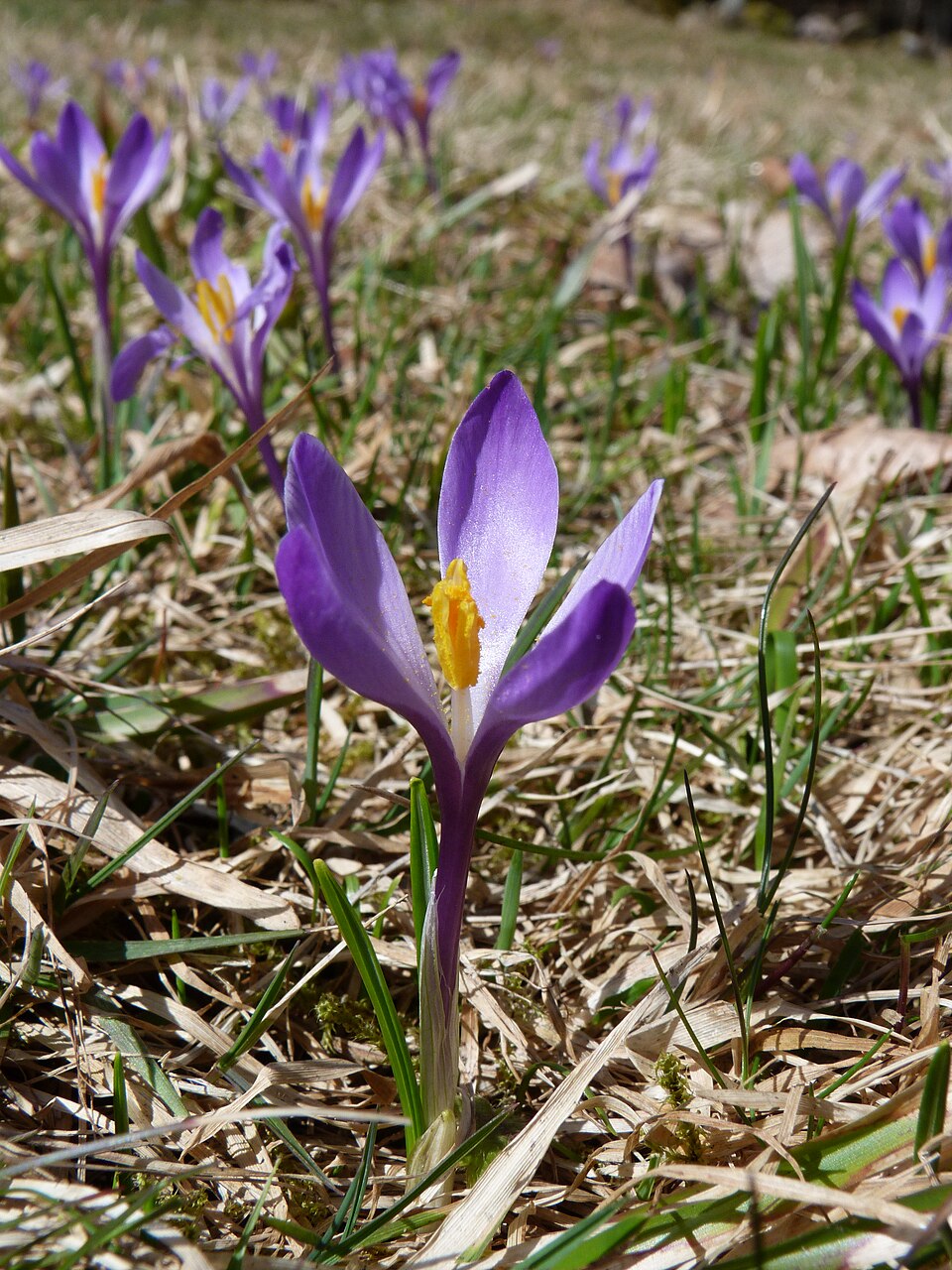 Crocus albiflorus