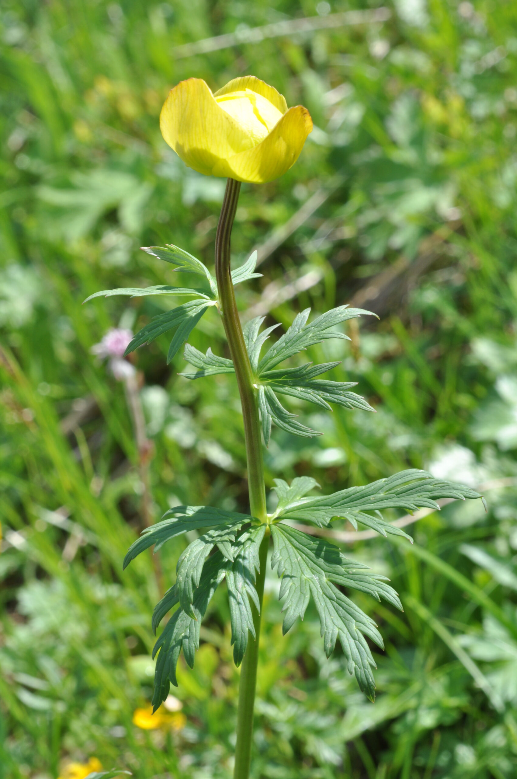 Trollius europaeus